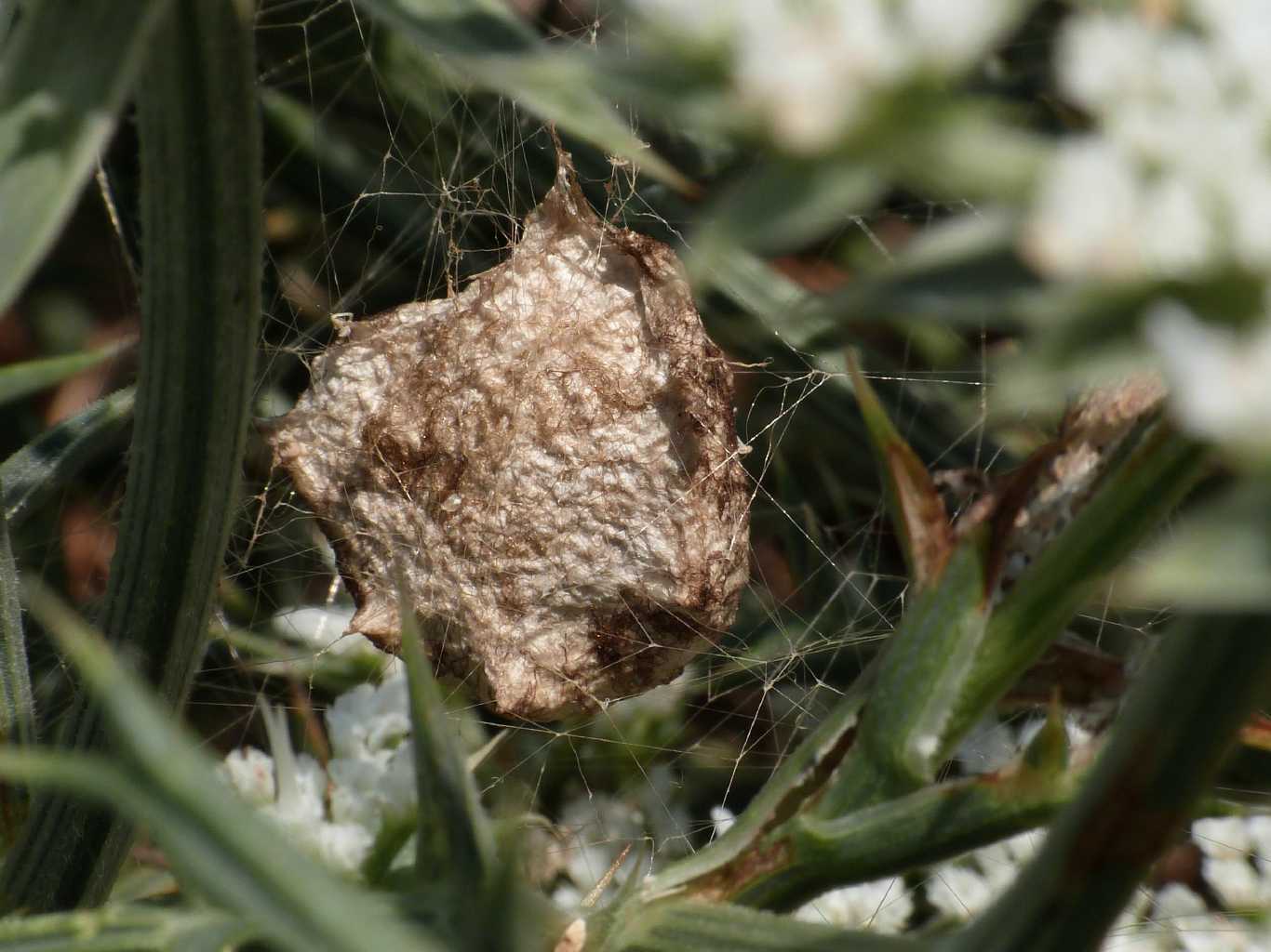 Argiope lobata costruzione ovisacco